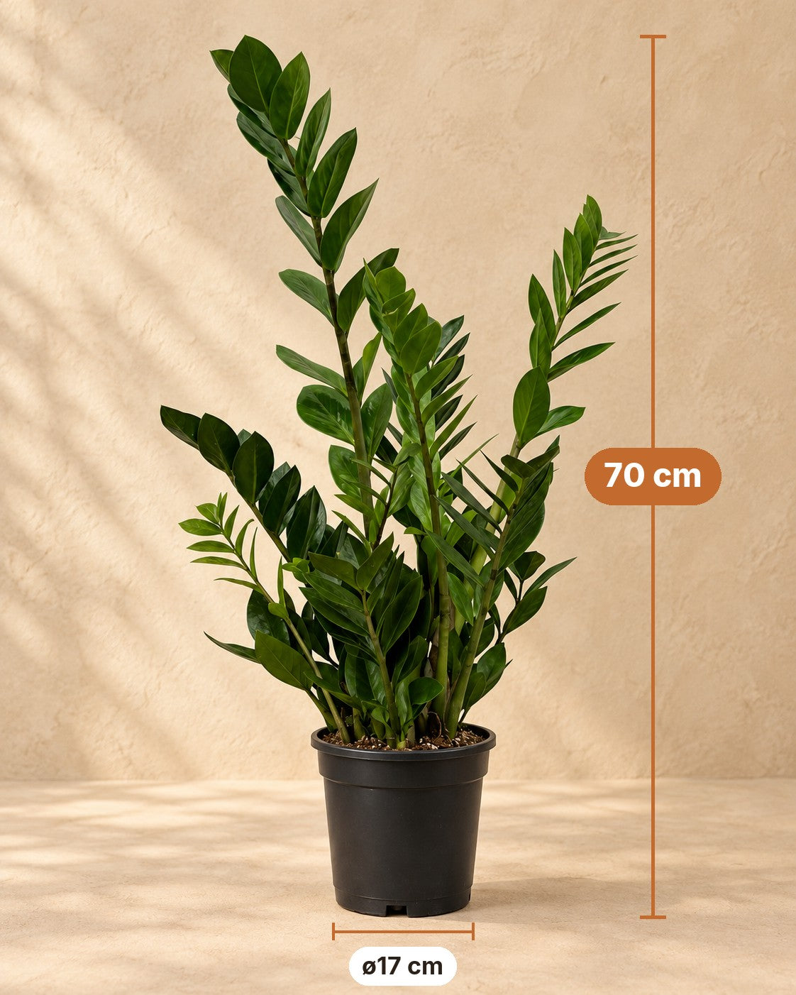 Medidas de Planta ZZ: 70 cm de altura, maceta ø17 cm