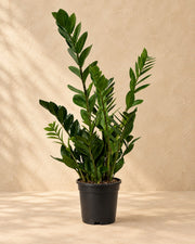 Planta ZZ (Zamioculcas zamiifolia), 70 cm de altura en maceta de cultivo de 17 cm