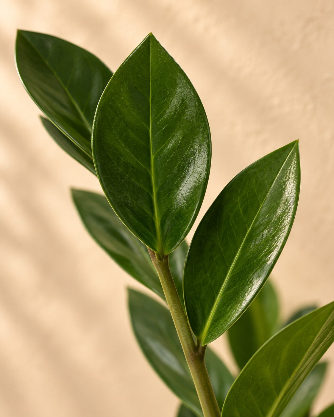 Close-up van het blad van de ZZ-plant (Zamioculcas zamiifolia)