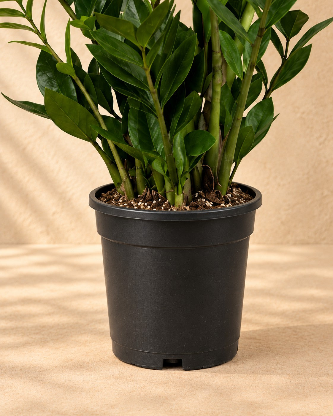Parte inferior de Planta ZZ (Zamioculcas zamiifolia) con su maceta de cultivo