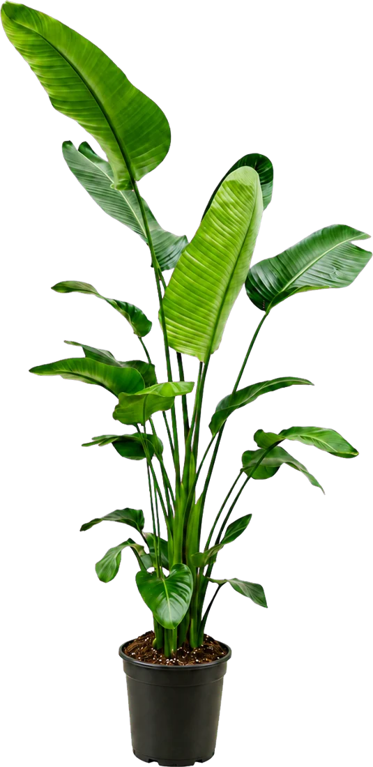 Strelitzia nicolai van 190 centimeter